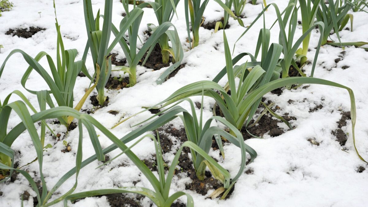 Leeks in the winter snow scaled